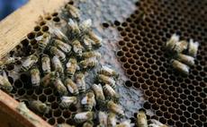abeille du Maryland