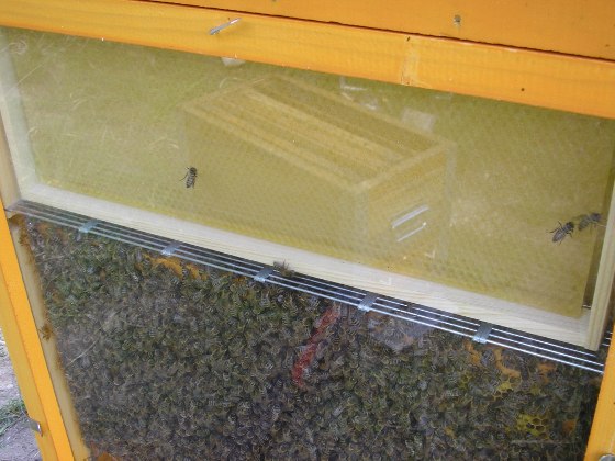 Gros plan sur la feuille de cire dans le cadre