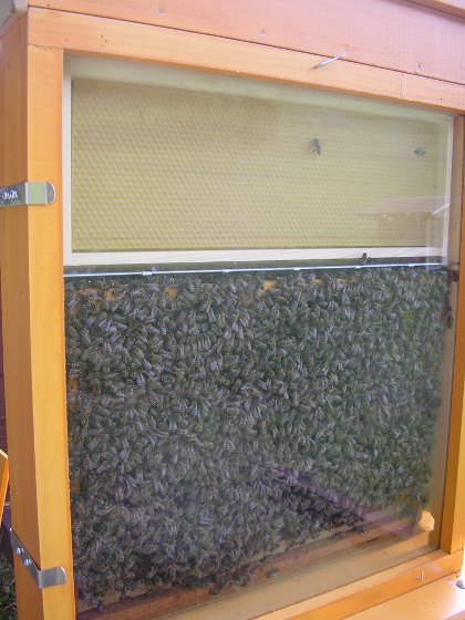 Les abeilles s'installent dans la ruche d'observation
