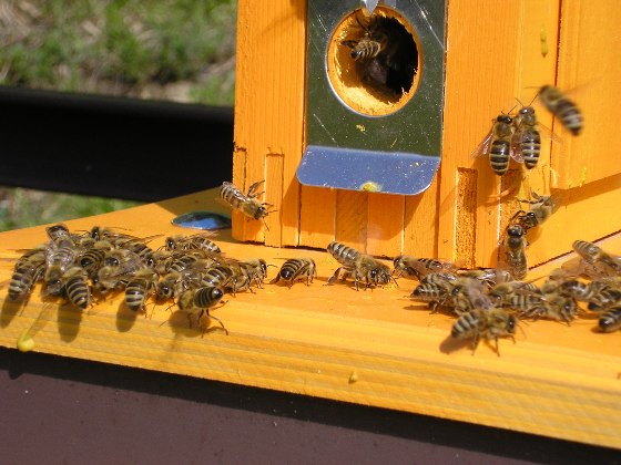 Entrée de la ruche d'observation avec des abeilles battant le rappel