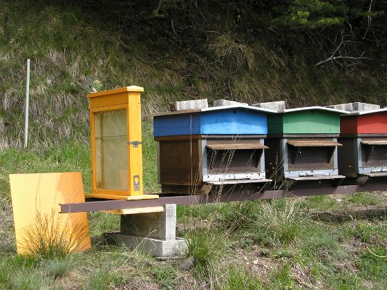 photo de la ruche d'observation et de ses proches voisines