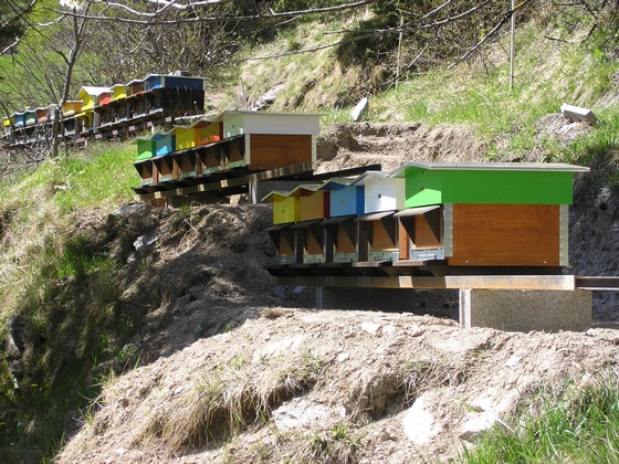 Les dix ruches vues de devant