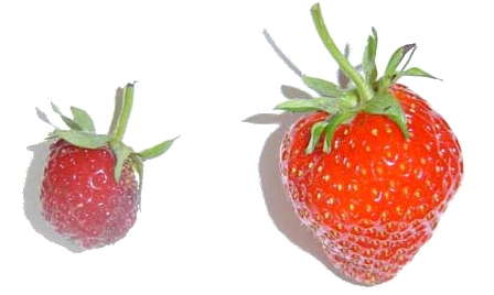 difference entre un fruits pollinisé par le vent ou une abeille