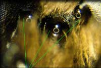 ocelles