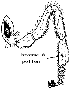 patte du milieu