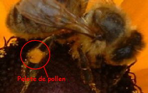 patte arr. avec pollen