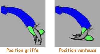 A gauche patte en position griffe A droite patte en position ventouse