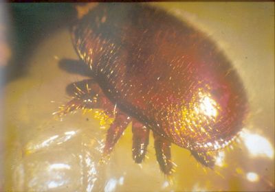 varroa